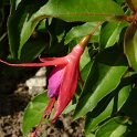 Fuchsia x 'Komeet' fleur